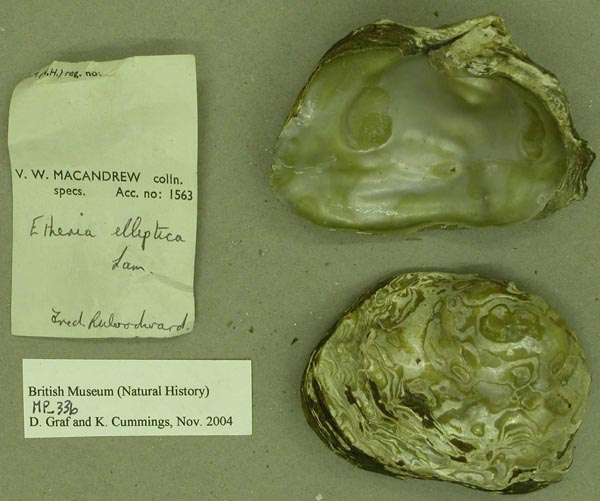specimen