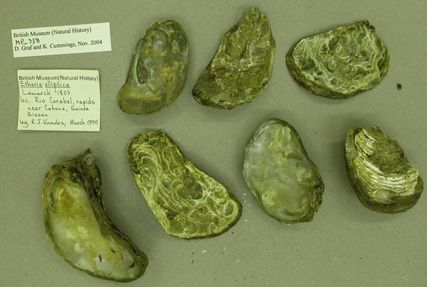 specimen