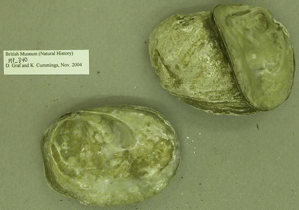 specimen