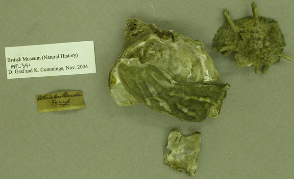 specimen