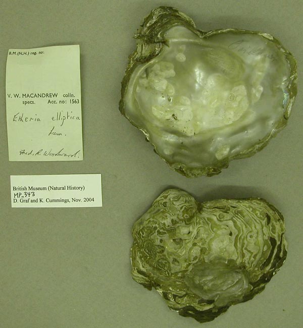 specimen