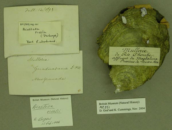 specimen