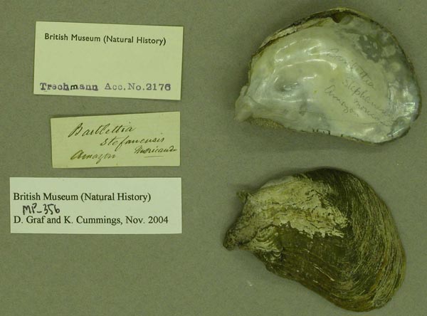 specimen