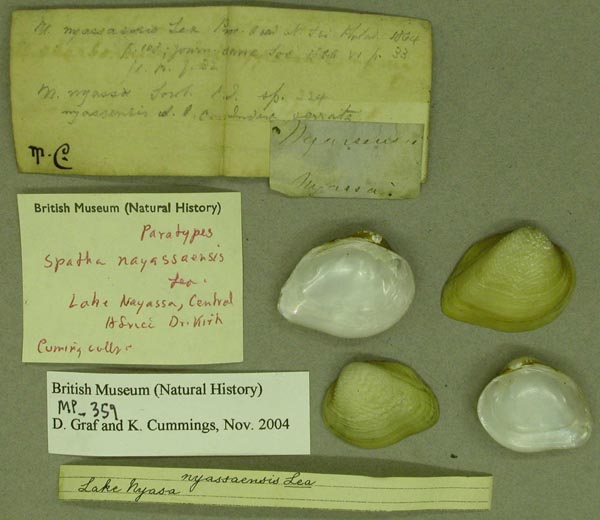 specimen