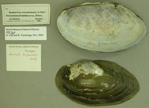specimen