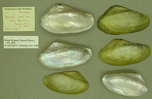 specimen