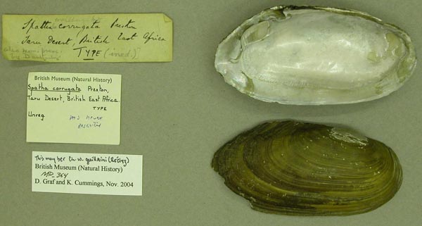 specimen
