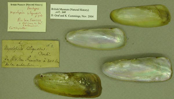 specimen