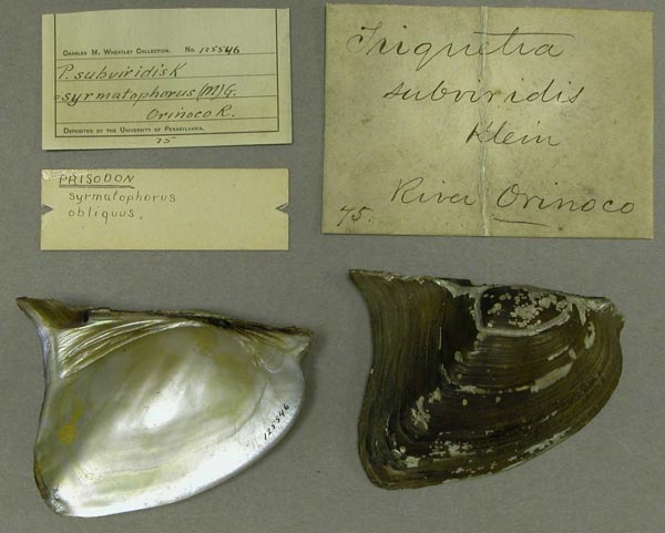 specimen