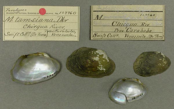 specimen