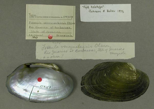 specimen