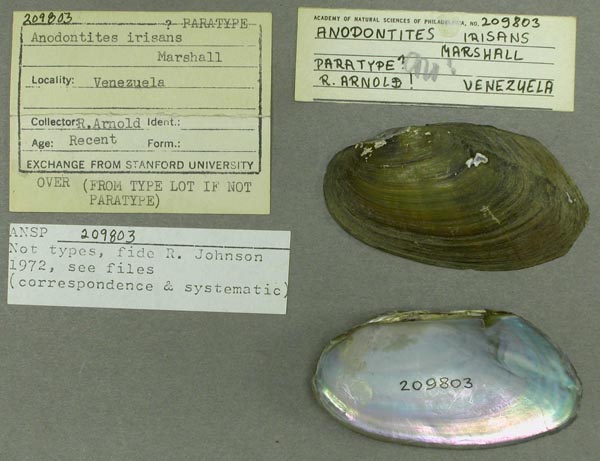 specimen