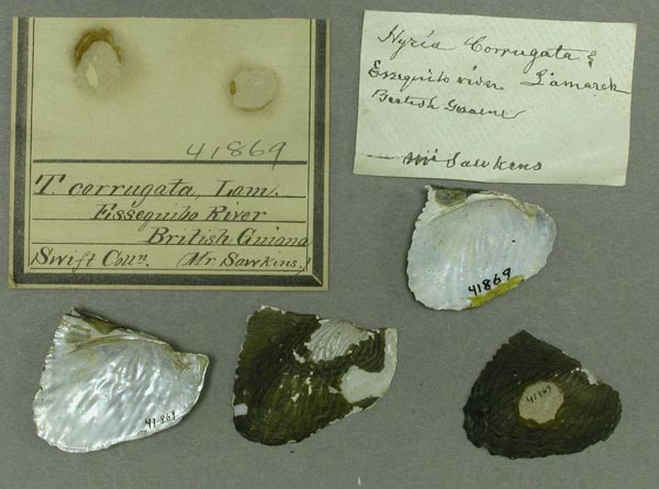 specimen