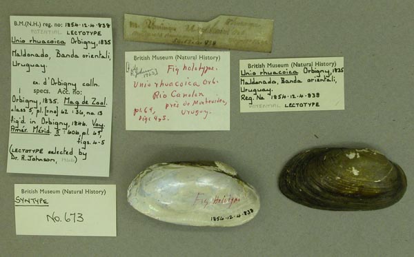 specimen