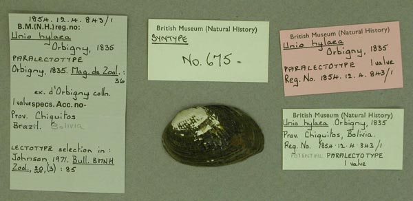 specimen