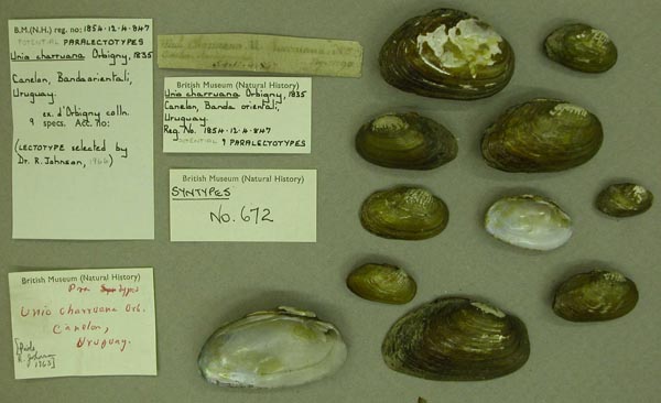 specimen