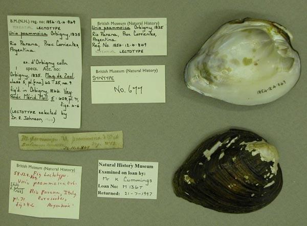 image of lot BMNH_1854.12.4.849 image of lot BMNH_1854.12.4.849