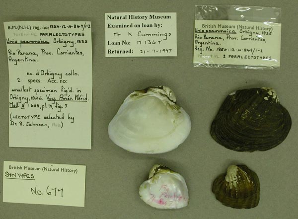 specimen