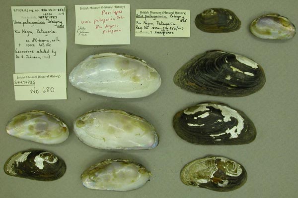specimen