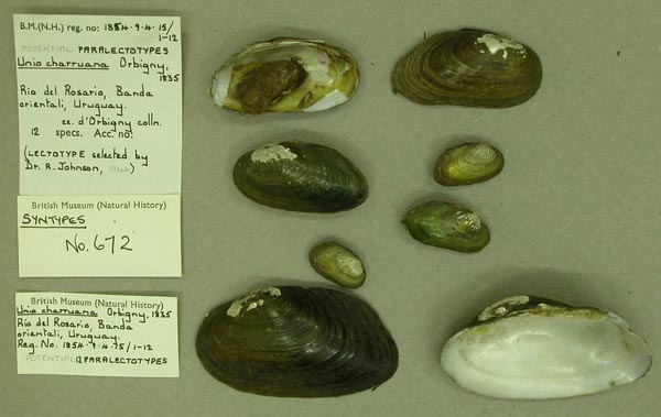 specimen