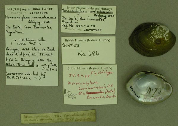 specimen