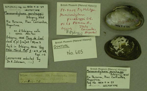 specimen