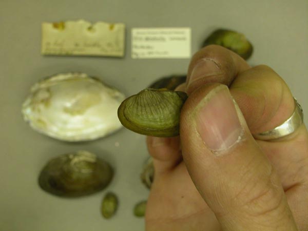 specimen