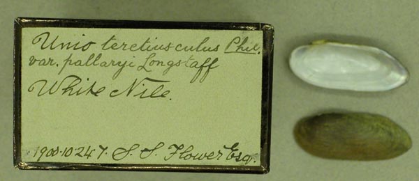 specimen