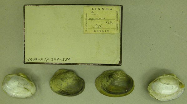 specimen