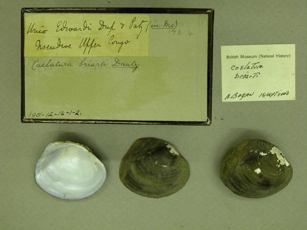 image of lot BMNH_1901-12-14-1-2 image of lot BMNH_1901-12-14-1-2