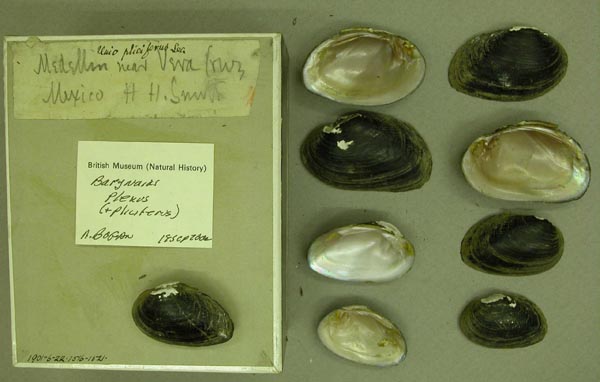 specimen