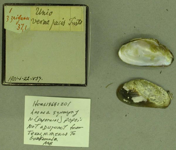 specimen