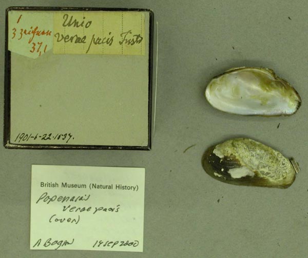 specimen