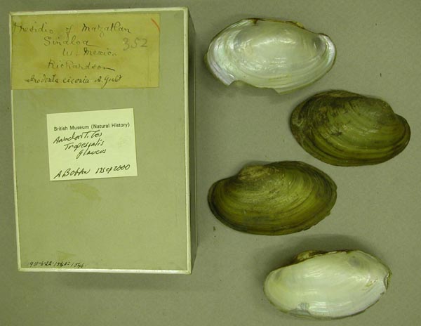 specimen
