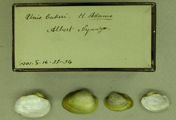 specimen