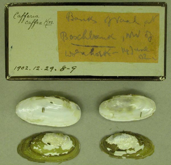 specimen