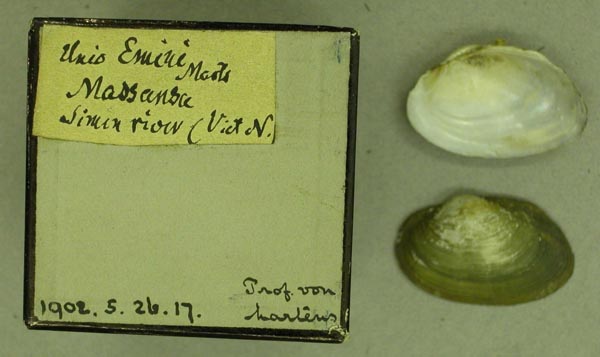 specimen