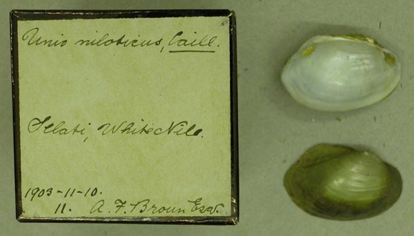 specimen