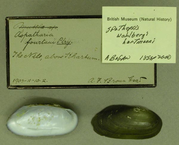 specimen