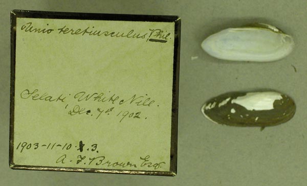 specimen
