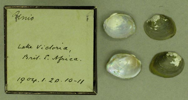 specimen