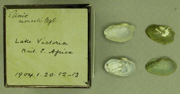 specimen