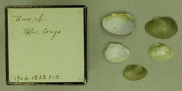 specimen