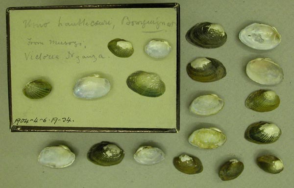 specimen