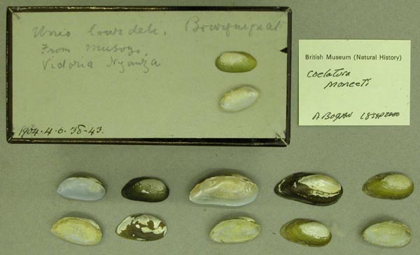 specimen