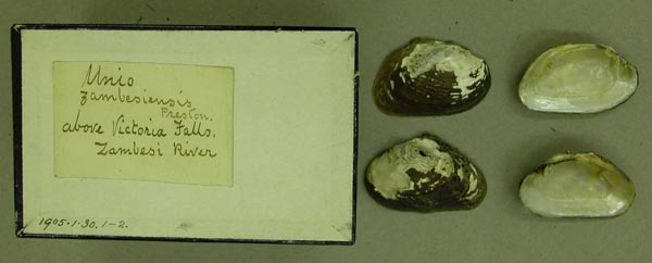 specimen