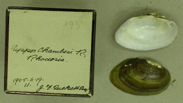 specimen
