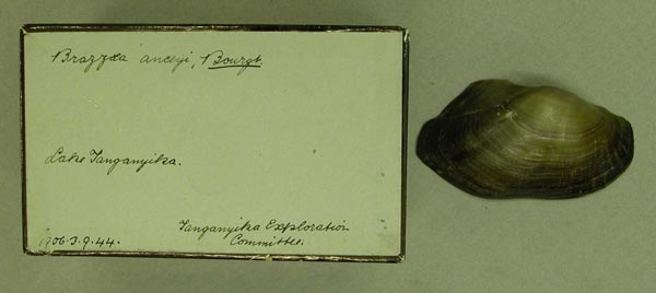 specimen