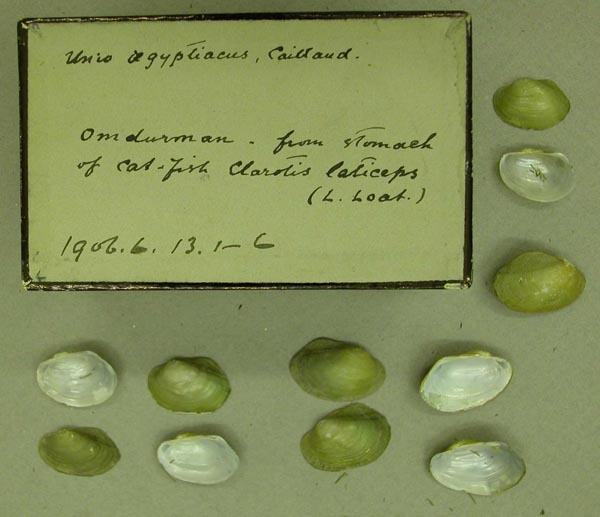 specimen
