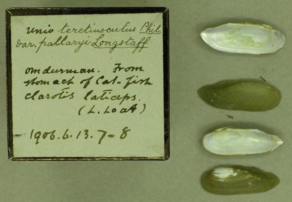 specimen